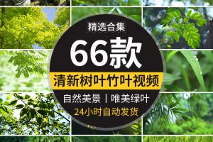 4K小清新绿叶树叶自然风景竹叶春天唯美意境美景绿色叶子视频素材