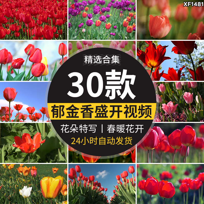 郁金香特写鲜花春天春季鲜艳花朵盛开田园春暖花开实拍短视频素材插图