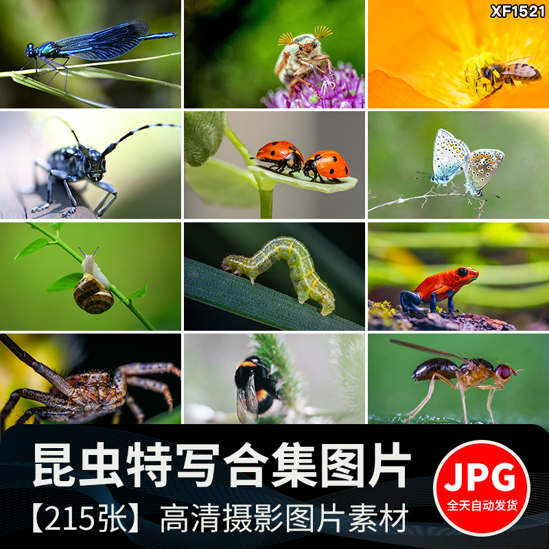 昆虫动物甲虫螳螂蝴蝶蜜蜂蜗牛微距特写摄影JPG高清图片照片素材插图
