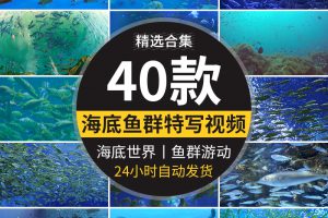海底世界美景鱼群成群游动观赏鱼海洋馆特写实拍抖音剪辑视频素材