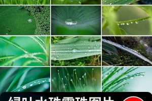 水珠清新绿色露珠露水青草小草叶子雨后水滴JPG高清图片设计素材