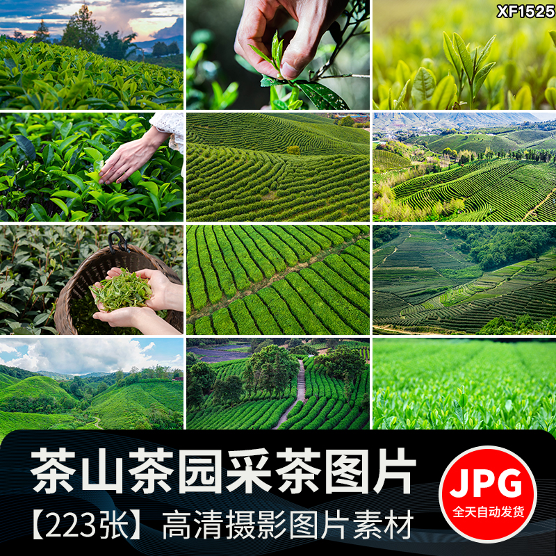 茶园茶山上茶叶茶树嫩芽绿茶采茶梯田茶场田园自然风光图片照素材插图