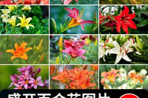 百合花唯美花朵特写花卉植物鲜花盛开绽放花蕊花瓣摄影照图片素材