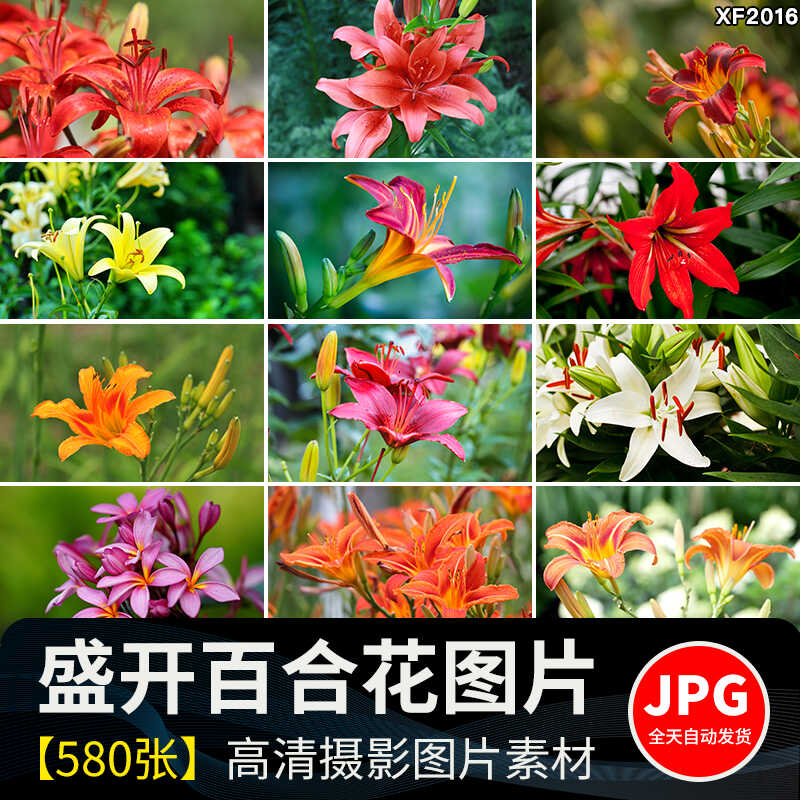 百合花唯美花朵特写花卉植物鲜花盛开绽放花蕊花瓣摄影照图片素材插图
