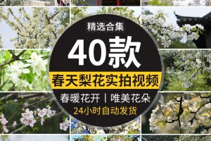 春天梨树开花朵梨花盛开绽放特写古建筑唯美春暖花开实拍视频素材
