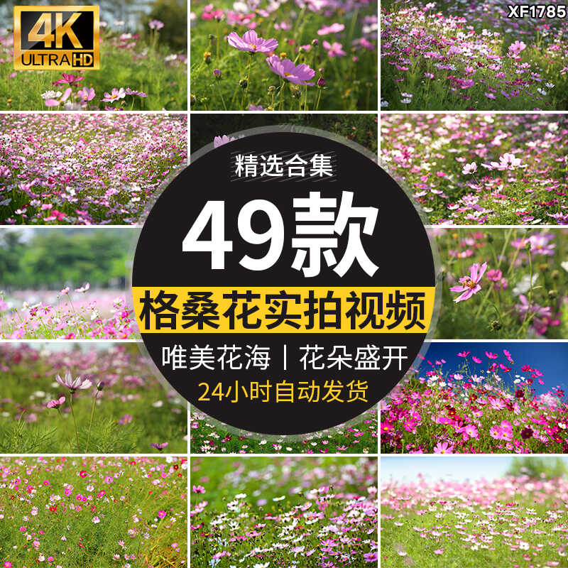 格桑花植物花草唯美春天鲜花开放盛开花朵花海风景实拍短视频素材插图