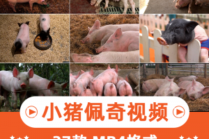 小猪佩奇可爱动物横版高清抖音自媒体pr剪辑背景视频素材