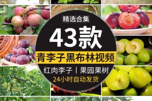 李子酸脆青李子果农果业红李黑布林果园种植红肉李子采摘视频素材
