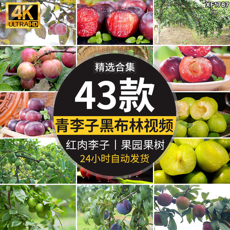 李子酸脆青李子果农果业红李黑布林果园种植红肉李子采摘视频素材插图