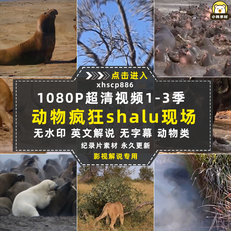 野生动物行为研究纪录片疯狂杀戮现场中视频自媒体解说视频素材插图