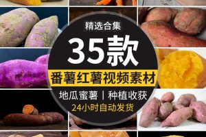 红薯番薯地瓜蜜薯特写种植收获丰收红苕甘薯农产杂粮实拍视频素材