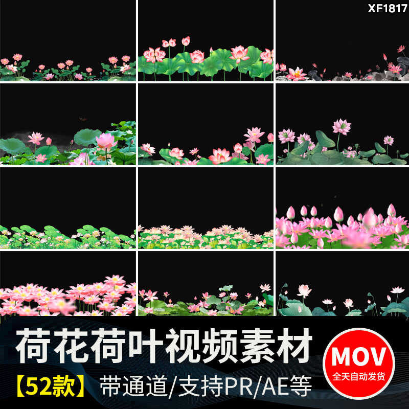荷花莲花荷叶绽放摆动古风水墨透明通道后期合成MOV动态视频素材插图