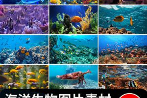 海底世界生物水母鲸鱼鲨鱼海洋动物珊瑚鱼儿鱼类鱼群照片图片素材