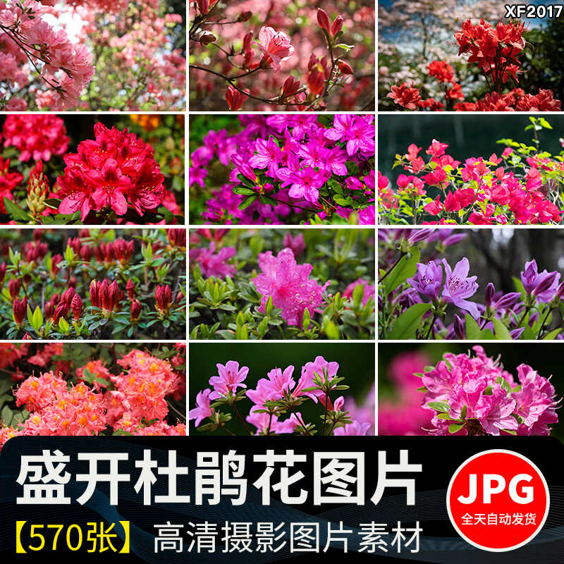 盛开杜鹃花特写唯美花卉花朵鲜花植物映山红春天花海摄影图片素材插图