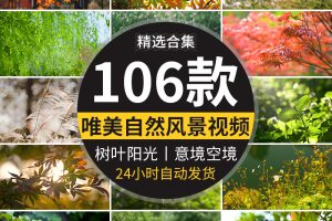 唯美意境空境头小清新春天芦苇自然风景写意树叶阳光实拍视频素材