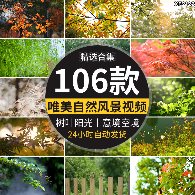唯美意境空境头小清新春天芦苇自然风景写意树叶阳光实拍视频素材插图