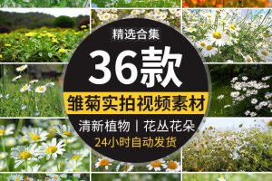 唯美盛开小雏菊花清新植物盛开花丛花朵特写清新空境实拍视频素材