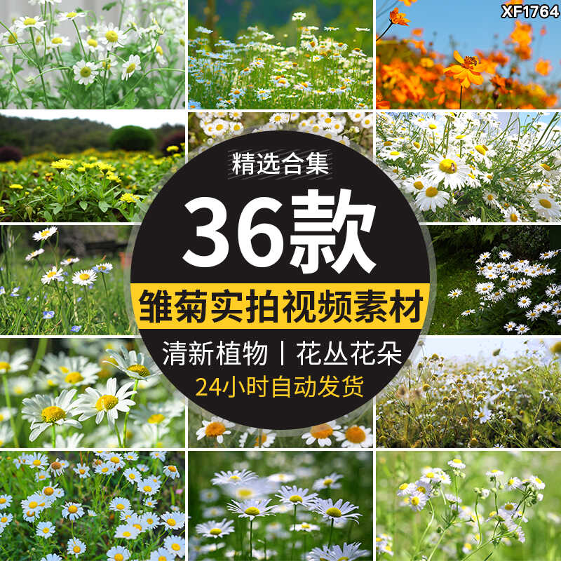 唯美盛开小雏菊花清新植物盛开花丛花朵特写清新空境实拍视频素材插图