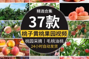 水蜜桃黄桃油桃毛桃水果实桃园成熟采摘桃子果园果树高清视频素材