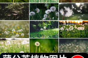 唯美蒲公英随风飘散飞舞特写花卉自然风景植物美景摄影图片照素材