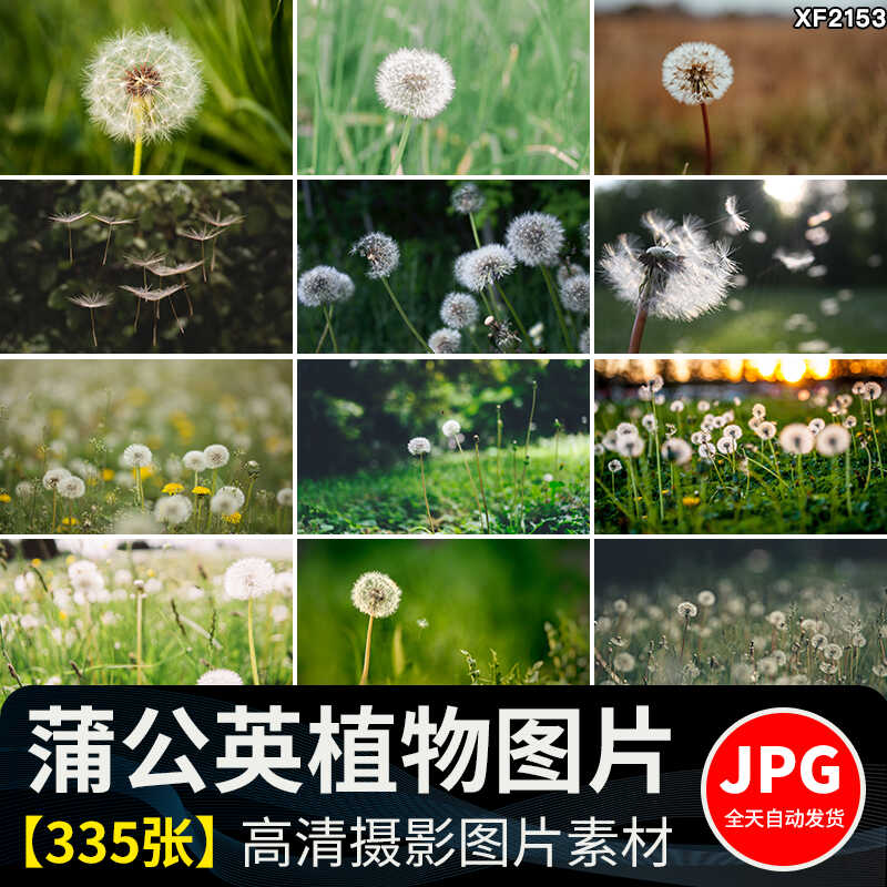唯美蒲公英随风飘散飞舞特写花卉自然风景植物美景摄影图片照素材插图