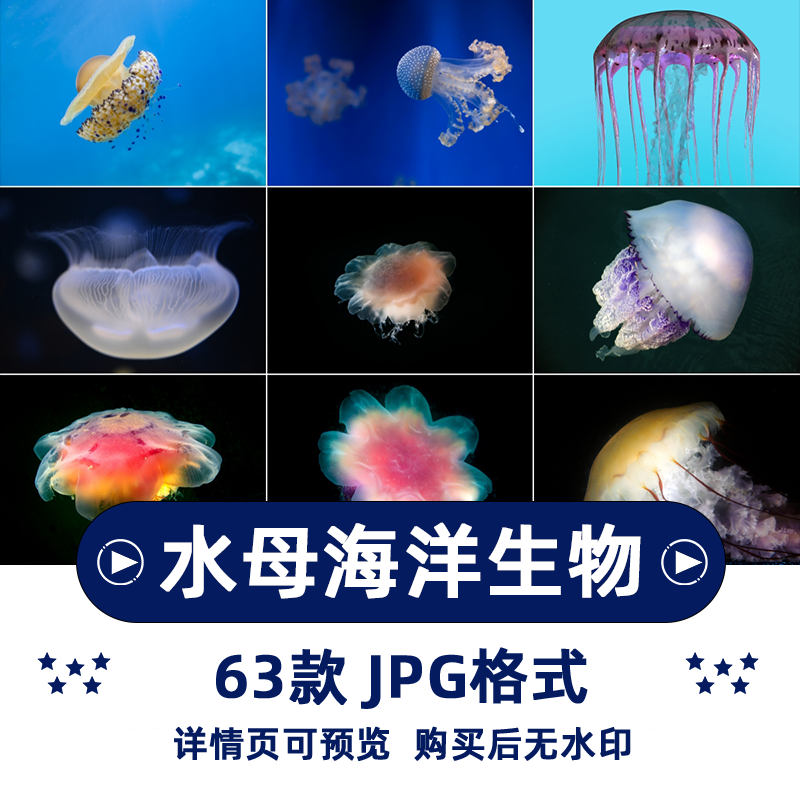 60张水母海洋生物横版高清抖音自媒体pr剪辑背景图片素材插图