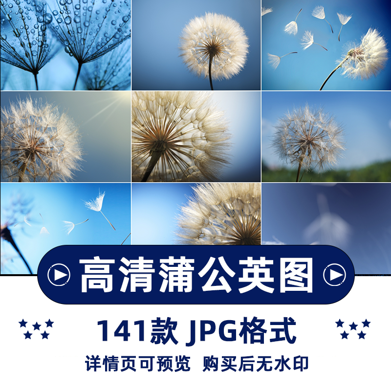 141张唯美蒲公英横版高清抖音自媒体pr剪辑背景图片素材插图