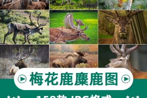155张高清梅花鹿麋鹿动物横版高清抖音自媒体pr剪辑背景图片素材