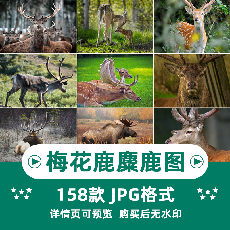 155张高清梅花鹿麋鹿动物横版高清抖音自媒体pr剪辑背景图片素材插图