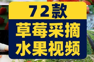 草莓种植园水果采摘大棚果园红色特写抖音短视频高清实拍素材剪辑