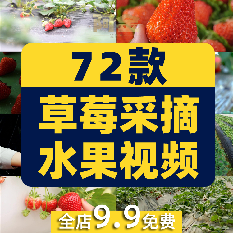 草莓种植园水果采摘大棚果园红色特写抖音短视频高清实拍素材剪辑插图