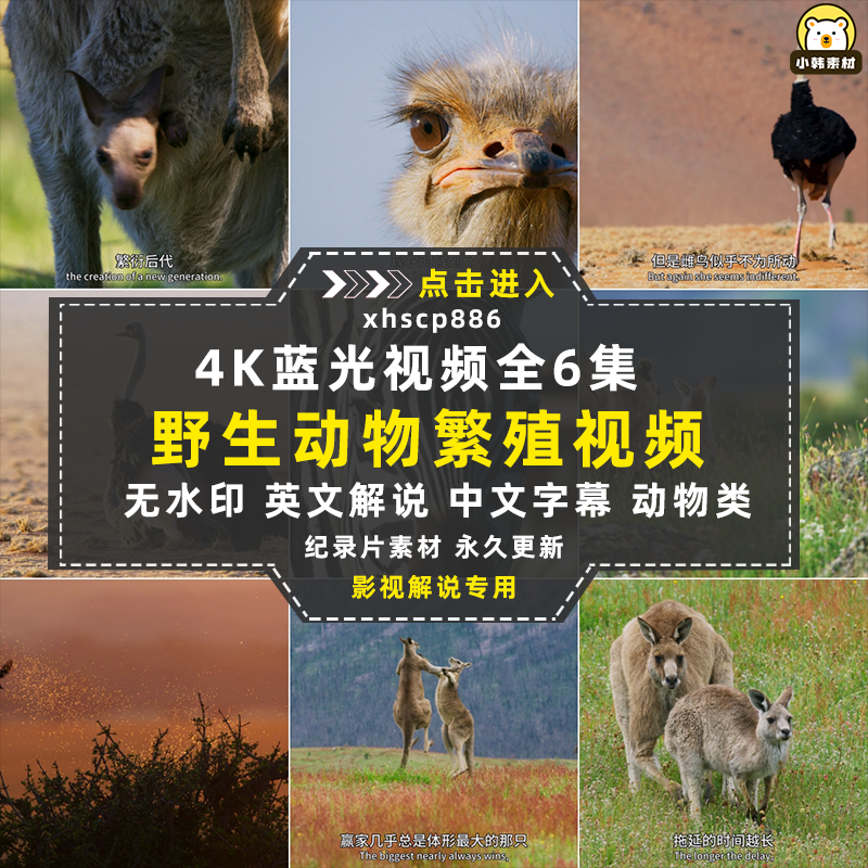 野生动物繁殖纪录片求偶游戏中视频自媒体解说高清视频素材插图