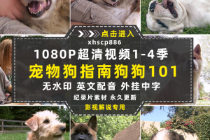 宠物狗指南纪录片狗狗1011-4季自媒体快手抖音视频剪辑素材