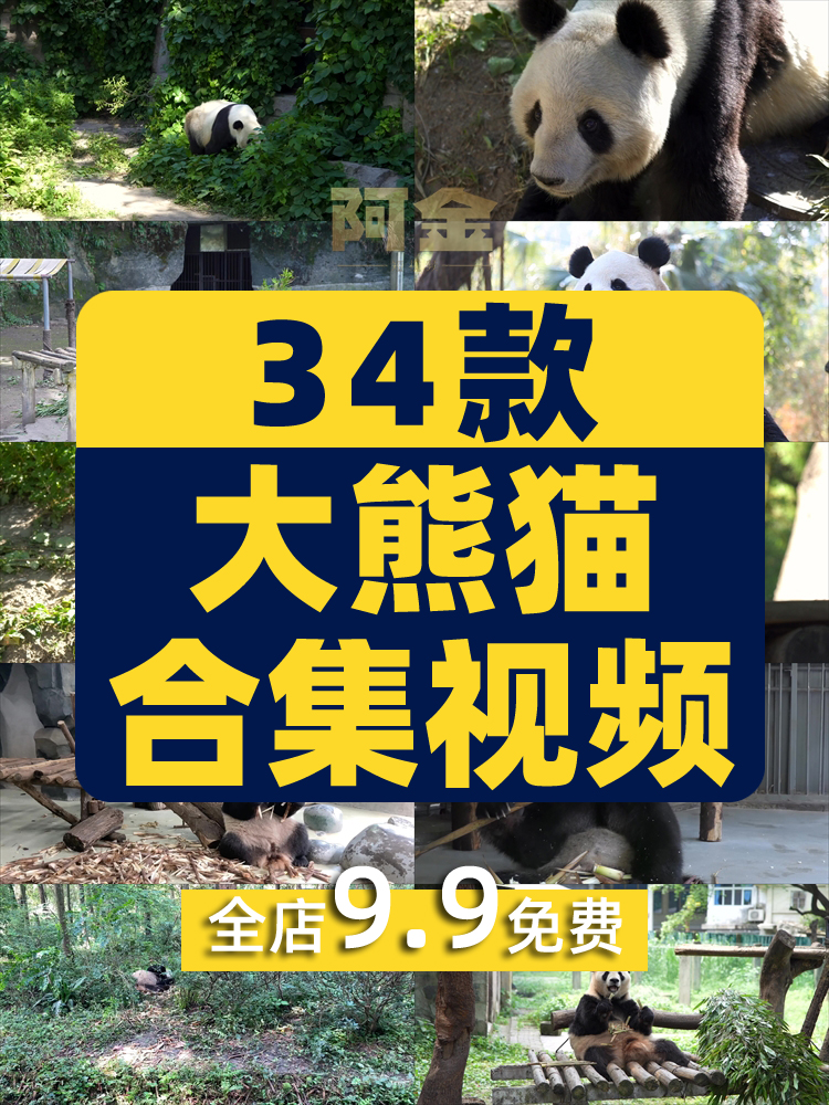 大熊猫吃竹子睡觉爬树国宝小浣熊保护动物园高清搞笑短视频素材插图