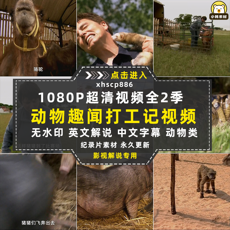动物趣闻纪录片动物打工记全2季中视频自媒体解说高清视频素材插图