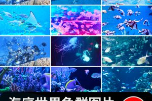 海底世界海洋生物动物小鱼群鱼类珊瑚礁抖音设计高清背景图片素材