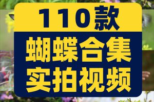 蝴蝶飞舞合集春天花朵自然风景抖音短视频自媒体高清实拍素材剪辑