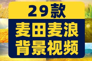 金色麦田麦穗麦浪秋天丰收屏幕舞台动感LED高清视频场景背景素材