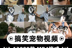 搞笑幽默动物宠物萌宠短视频设计素材可爱猫咪狗狗爆笑呆萌高清