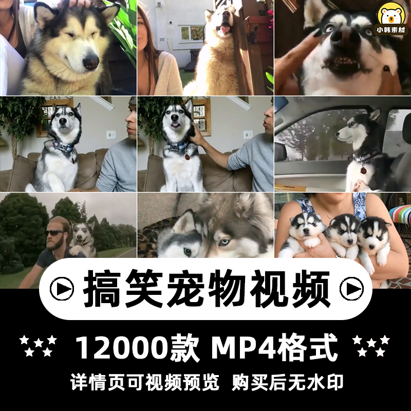 搞笑幽默动物宠物萌宠短视频设计素材可爱猫咪狗狗爆笑呆萌高清插图
