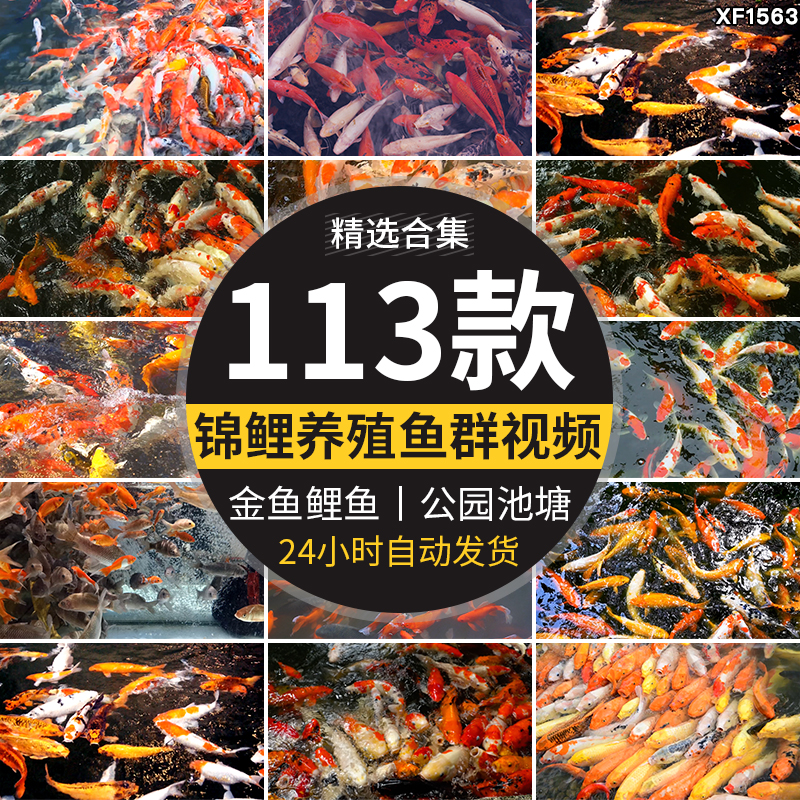 锦鲤养殖水池里游动鱼池红鲤鱼公园喂鱼金鱼高清实拍剪辑视频素材插图