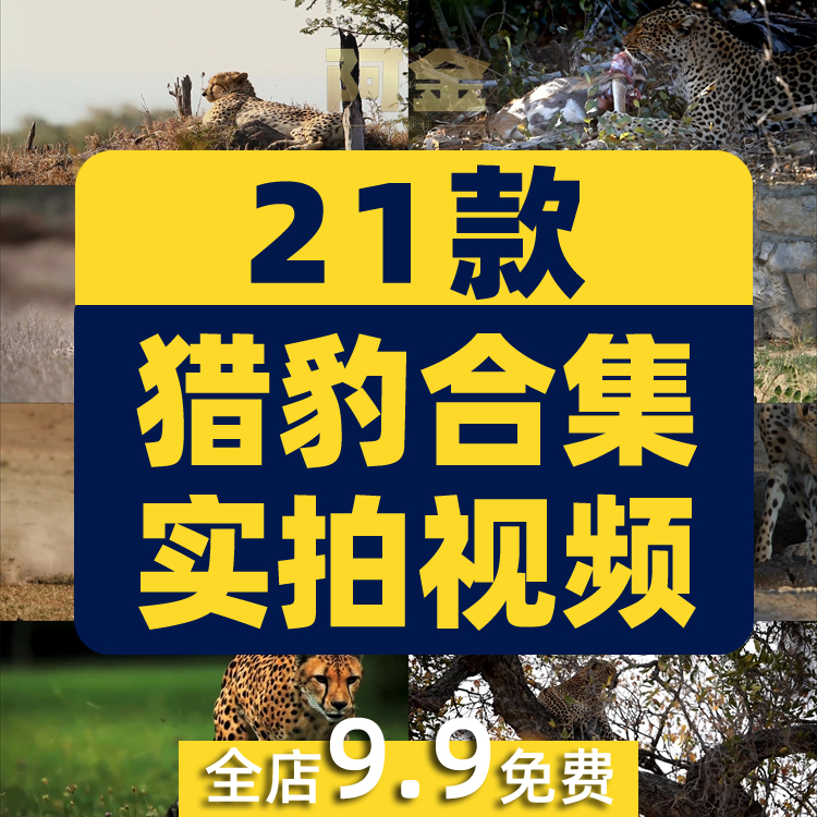 猎豹合集森林狩猎奔跑金钱豹非洲野生动物园视频高清实拍素材剪辑插图