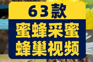 蜜蜂采蜜蜂巢养殖养蜂业花朵花粉采花蜜特写视频高清实拍素材剪辑