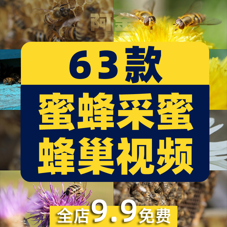 蜜蜂采蜜蜂巢养殖养蜂业花朵花粉采花蜜特写视频高清实拍素材剪辑插图