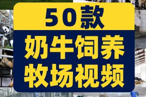 奶牛饲养牧场草原吃草养牛挤奶牧业农场短视频高清实拍素材剪辑