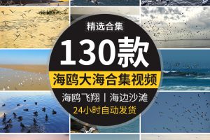 蓝天白云海鸥特写大海沙滩海边鸟类空中鸟群高清实拍剪辑视频素材