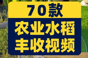 农业农田水稻秧苗稻田秋天丰收插秧稻谷稻穗视频高清实拍素材剪辑