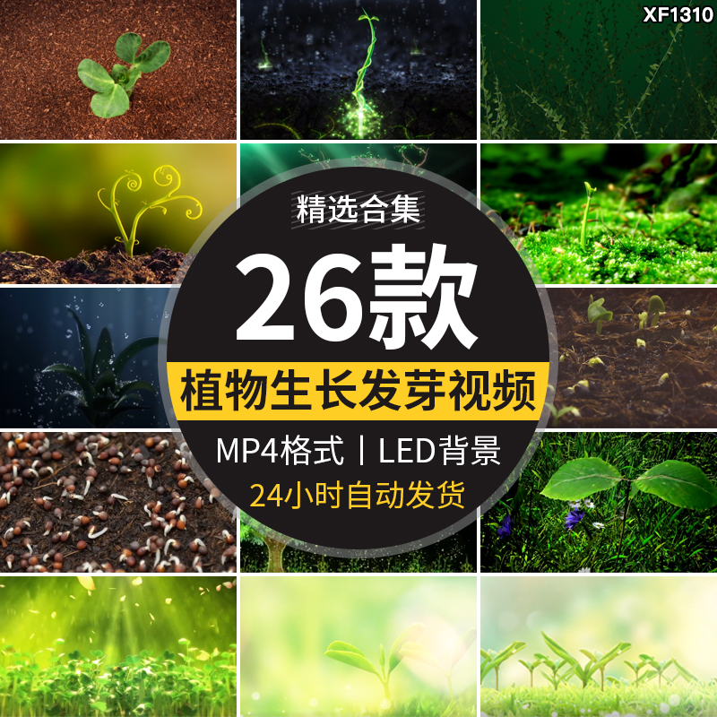 绿色植物自然生长成发芽小树水滴种子舞台LED大屏幕背景视频素材插图