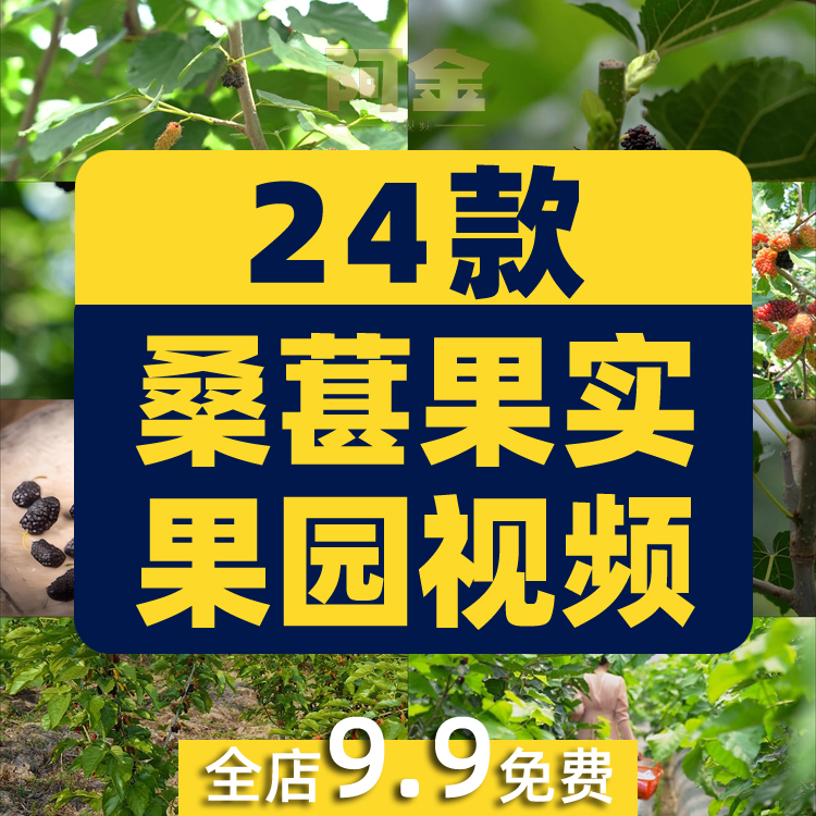 桑葚桑树果实果园农产采摘水果抖音短视频自媒体高清实拍素材剪辑插图