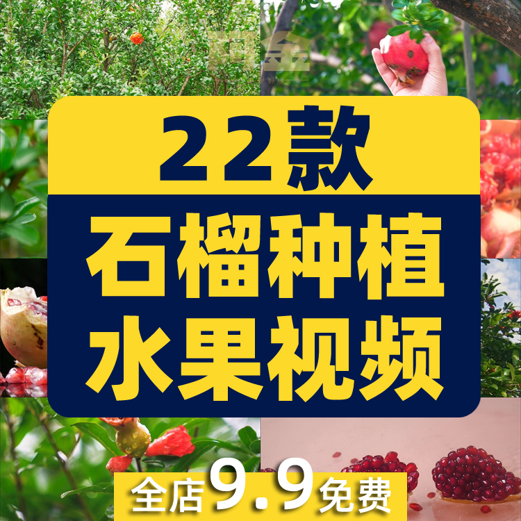 石榴种植园水果成熟红石榴树果实特写抖音短视频高清实拍素材剪辑插图